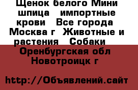 Щенок белого Мини шпица , импортные крови - Все города, Москва г. Животные и растения » Собаки   . Оренбургская обл.,Новотроицк г.